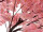 cerisier XL, rose-brun, diff. tailles