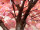 cerisier XL, rose-brun, diff. tailles