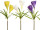 Krokus 2-fach XL 100cm versch. Farben