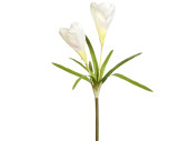 crocus double XL 100cm white