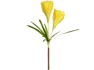 crocus double XL 100cm yellow