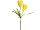 crocus double XL 100cm yellow