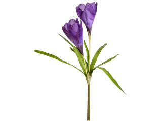 crocus double XL 100cm purple