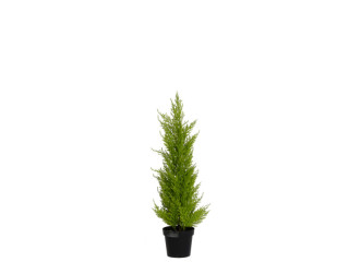 cedar tree "beauty" 60cm