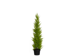 cedar tree "beauty" 88cm