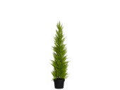cedar tree "beauty" 88cm