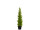 cedar tree "beauty" 88cm