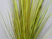 tussock "grass" 50cm