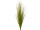 tussock "grass" 50cm