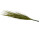 tussock "grass" 50cm