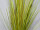 tussock "grass" 50cm