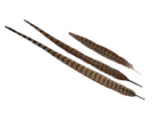 pheasant feathers in different lengths