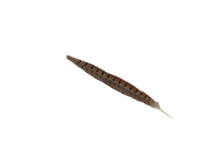 pheasant feathers 15 - 20cm