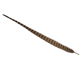 plumes de faisan 45 - 50cm