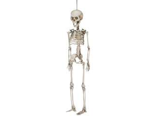squelette 3D 40cm