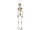 skeleton 3D 40cm