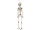 skeleton 3D 40cm