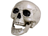 skull with movable jaw 20cm