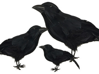 crow standing var. sizes