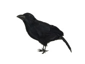 crow standing 34 x 12 x h 25cm