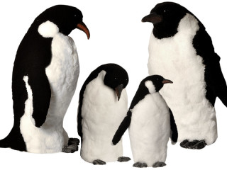 penguin "cotton" diff. versions