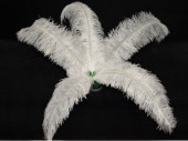 plume dautruche blanc div. longueurs