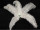 plume dautruche blanc div. longueurs