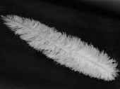 ostrich feathers white 25 - 30cm