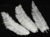 ostrich feathers white 25 - 30cm