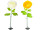 fleur renoncule XL en var. couleurs