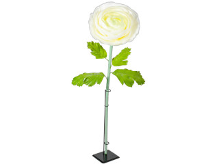 flower buttercup XL white