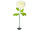 flower buttercup XL white