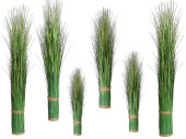 grass bush "Jenny" in various sizes
