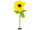 fleur anémone XL jaune