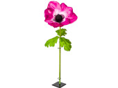 flower anemone XL pink