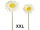 flower marguerite XXL in var. sizes