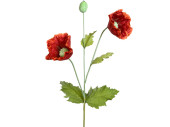 Blume Mohn XXL rot