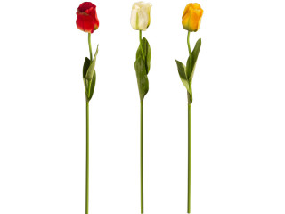 Tulpe "Donna" 68cm in versch. Farben