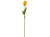 Tulpe "Donna" 68cm gelb