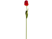 Tulpe Donna 68cm rot
