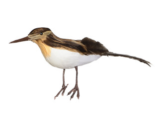 bird "snipe" standing brown-white