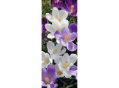 bannière textile crocus blanc-lilas 75 x 180cm