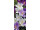 Textilbanner Krokusse weiss-lila 75 x 180cm