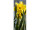 Textilbanner "Narzisse / Osterglocke" 75 x 180cm