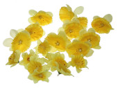 Osterglocken-/Narzissen-Blüten 20 Stück