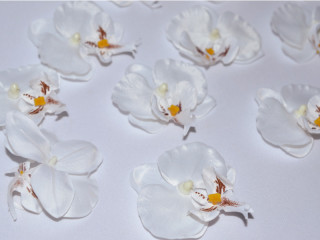 Orchideenblüten "Babylon" 12 Stück crème