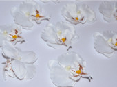 orchid blossoms "Babylon" 12 pcs. cream