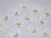 orchid blossoms "Babylon" 12 pcs. cream