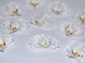 Orchideenblüten "Babylon" 12 Stück crème