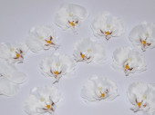 Orchideenblüten "Babylon" 12 Stück crème